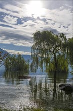 Bench and Tree on a Flooding Alpine Lake Maggiore with Mountain in Ticino