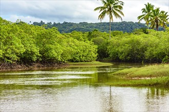 River flowing through mangroves and forest with calm waters in Serra Grande in Bahia