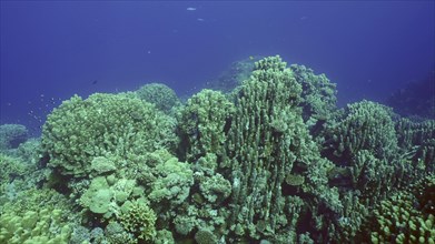 Hard corals colony Porites