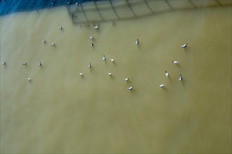 A flock of white seagulls sitting on muddy water