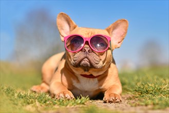 Cute French Bulldog dog wearing pink sunglasses in summer on hot day