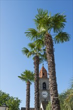 Ronco sopra Ascona and Church Bell Tower and Palm Tree in Ticino