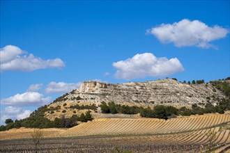 Wine landscape in the Ribera del Duero appellation of origin area in the province of Valladolid in Spain
