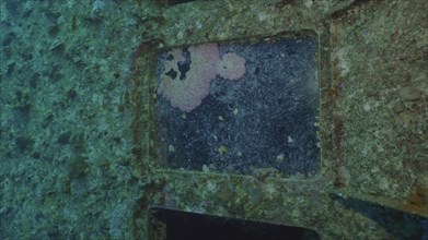 Sea animals growing on window glass of cabin of ferry Salem Express shipwreck