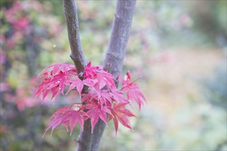 Red-leaved smooth japanese maple