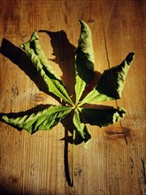 Horse chestnut leaf on a wooden board