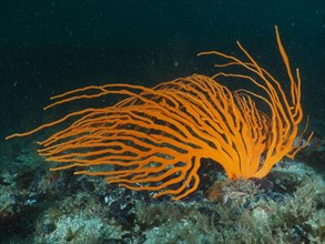 Orange palmate sea fan