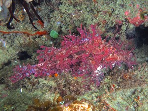 Red popeyed scorpionfish