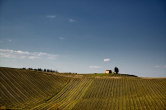 Vineyard with a Hut and Tree and Blue Sky in Tuscany