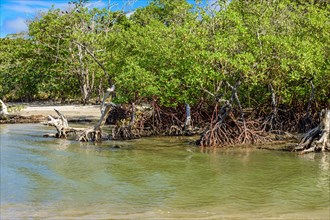 Mangrove with its trees and roots sprouting from the waters where the river meets the sea in Serra Grande