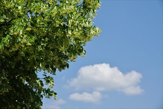 Linden tree with blossoms