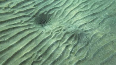 Sandy bottom covered with sand hills