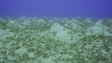 Seagrass bed on hilly sand bottom. Seabed sandy hills covered with Smooth ribbon seagrass