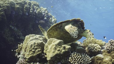 Bottom view of Hawksbill Sea Turtle