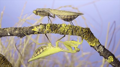 Large female praying mantis goes under tree branch on which another female sits and looks at her. Transcaucasian tree mantis
