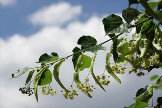 Linden tree with blossoms