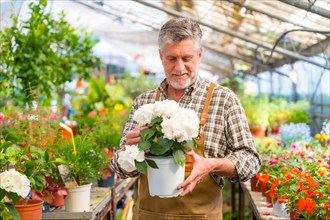 Gardener working in a nursery inside the flower greenhouse with a white plant in his hand in the nursery