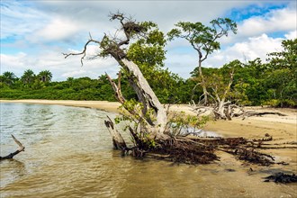 Dry and twisted trees where the mangrove meets the sea on the south coast of the state of Bahia
