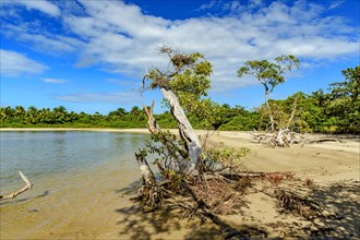 Mangrove and rainforest vegetation on the sands of Praia do Sargi in Serra Grande on the south coast of Bahia