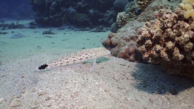 Sandperch on sandy bottom. Speckled Sandperch or Blacktail grubfish