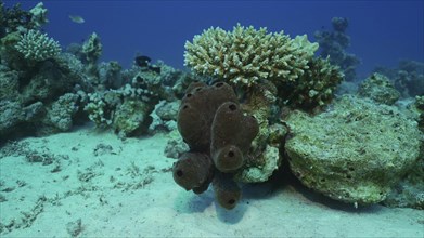 Close-up of Great sea sponge on coral reef at seabed on sunny day