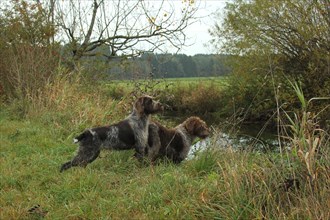 Hunting dog Bohemian Raubart or also Cesky Fousek left and Griffon hunting ducks at the stream