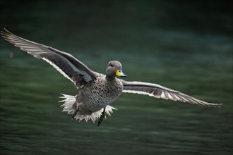 A yellow-billed teal