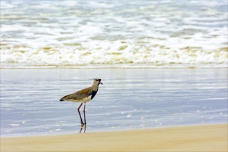 Southern Lapwing walking on the beach over the sand and near the water in Serra Grande in Bahia