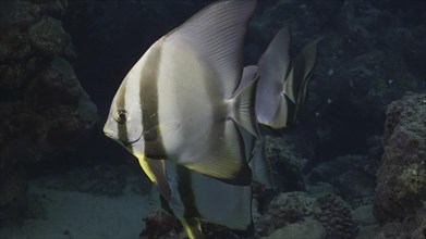 A group of Blunthead Batfish or Longfin Batfish