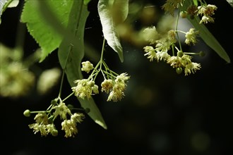 Linden tree with blossoms