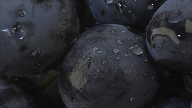 Close-up of berries of dark bunch of grape with water drops