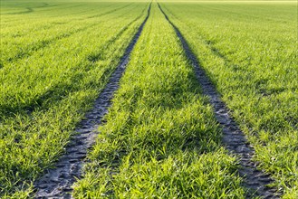 Tracks on the Green Field