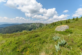 Landscape of the High Vosges near the riverbank road in spring. Collectivite europeenne d'Alsace
