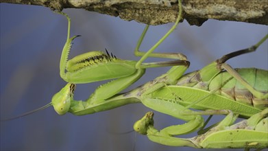 Close-up of mating process of praying mantises. Couple of praying mantis mating hanging under tree branch. Transcaucasian tree mantis