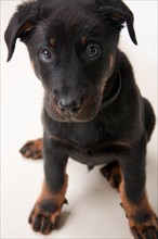 Beauce Shepherd puppy dog