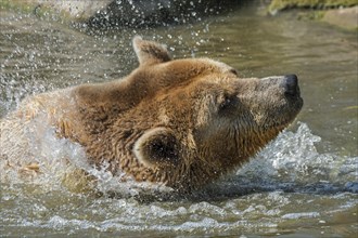 Close-up of bathing European brown bear