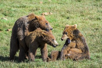 Confrontation between mating couple of Eurasian brown bears