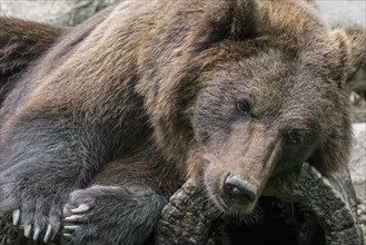 Close up portrait of European brown bear