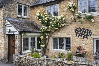 Typical yellow Cotswolds stone house with rosebush on the facade