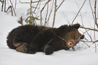 Two-year-old Eurasian brown bear