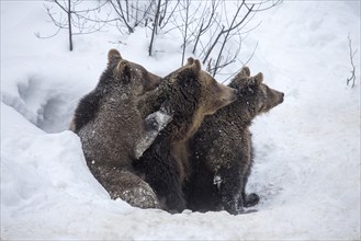 Female and two one-year-old brown bear