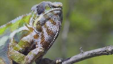 Close-up portrait of curious chameleon looks at up on sunny day. Panther chameleon