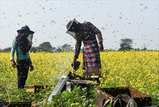 Bee keepers working in a bee farm near a mustards field in a village in Barpeta district of Assam in India on Wednesday 22 December 2021. The bee keeping business is one of the most profitable busines...