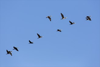 Flock of great cormorants