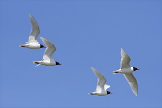 Four adult Mediterranean gulls