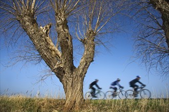 Cyclists riding on dike along pollard willow trees in spring