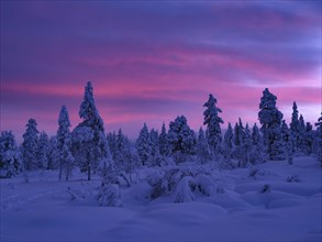 Dawn in wintry Urho Kekkonen National Park