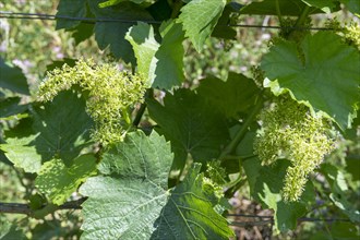 Grapevine in flowering stage