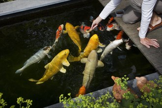 Woman feeding koi fish by hand in garden pond