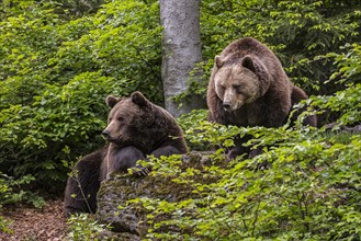 Male and female European brown bears